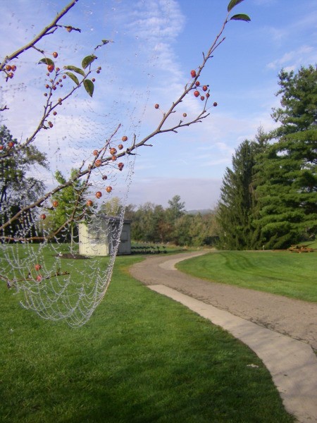 A dew covered spiderweb in Pittsburgh, PA