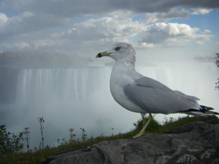 Wildlife: Gull (Niagara Falls, Canada)