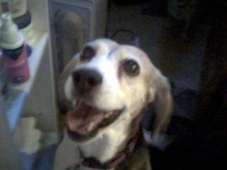 Bailey - a purebred Beagle
