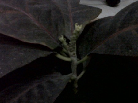 Closeup of croton leaves.