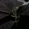 Closeup of croton leaves.