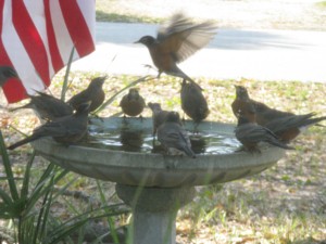 Birdbath With Birds