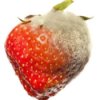 Preventing Mold On Berries, Moldy Strawberry