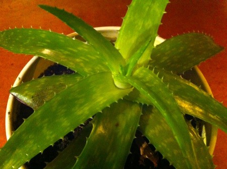 A potted aloe plant, to give as a gift.