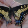 Hand holding a Butterfly