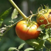 Tomatoes growing on a vine.