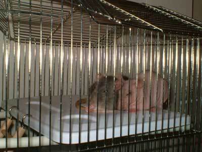 Rats in Cage