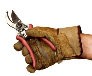 Hand holding Pruners