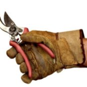 Hand holding Pruners