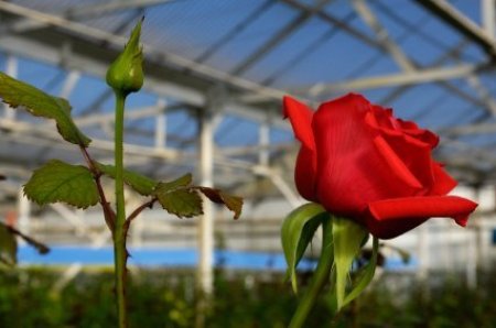 Red Rose in Greenhouse