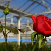Red Rose in Greenhouse