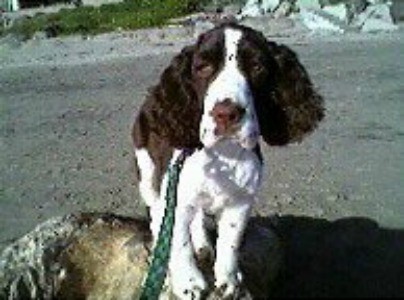 Louie (English Springer Spaniel)