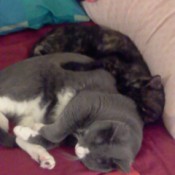 Tortie and gray cat sleeping together.