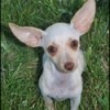 Twinkle (Chihuahua)