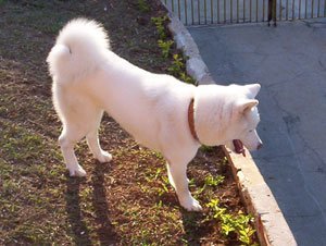 Akita Breed Info