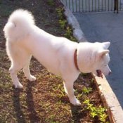 Akita Breed Info