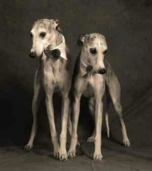 Whippet Breed Info
