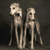 Whippet Breed Info