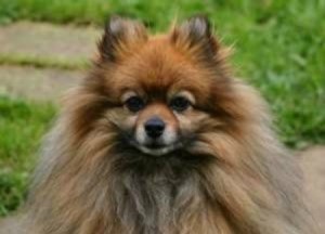 Pomeranian Breed Info