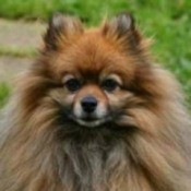 Pomeranian Breed Info