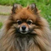 Pomeranian Breed Info