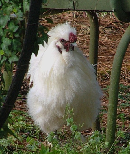 Silky Bantam Rooster