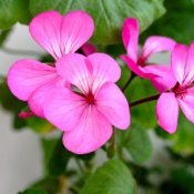 overwintering geraniums