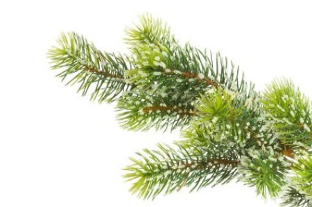 Using Pine Needles as Mulch, Pine Branch