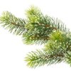 Using Pine Needles as Mulch, Pine Branch