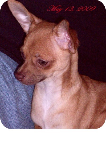 Tan Chihuahua.