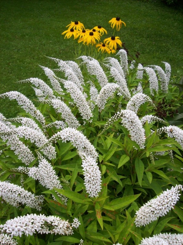 Flowers or Flock of Geese? (Western New York) ThriftyFun