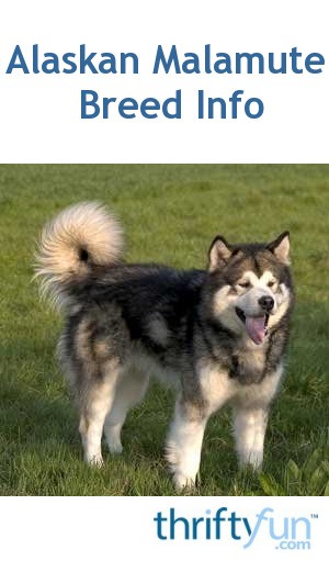 Breed Information: Alaskan Malamute | ThriftyFun