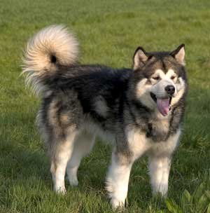 Alaskan Malamute Breed Info