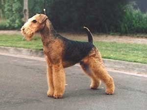 Airedale Terrier Breed Info