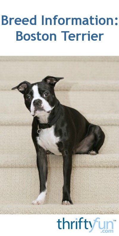 Breed Information: Boston Terrier | ThriftyFun