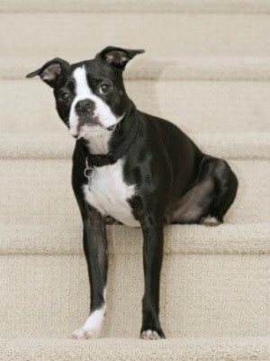 Boston Terrier - Breed Information and Photos | ThriftyFun