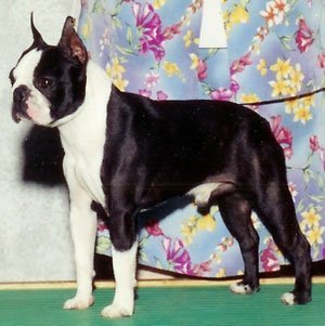 Boston Terrier Rocky