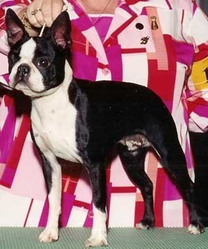 Boston Terrier Sisser