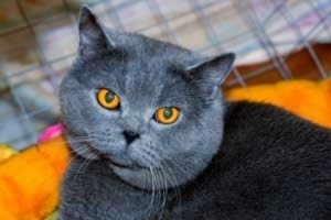 British Shorthair Breed Info