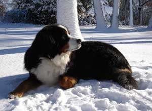 Bernese Mountain Dog Breed Info