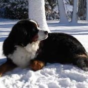 Bernese Mountain Dog Breed Info