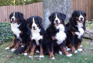 Bernese Mountain Dog