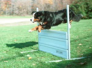 Bernese Alison