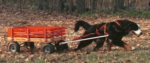 Bernese Pulling Cart