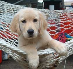 Socializing Your Dog, Puppy in a hammock.