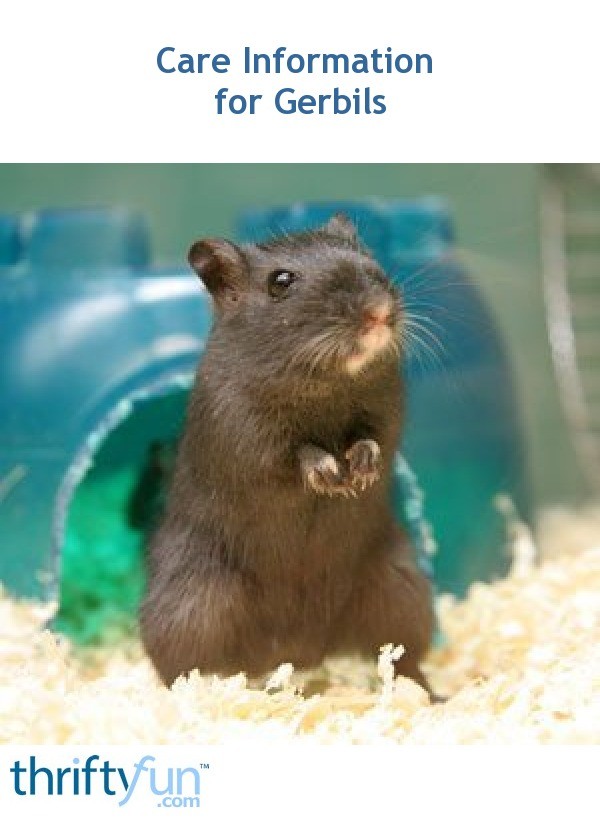 Care Information For Pet Gerbils Thriftyfun