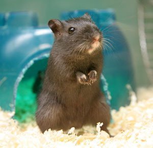 Caring for Gerbils, Gerbil in it's cage.