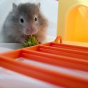 Hamster Eating Brocoli in Cage