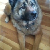 Photo of Maggie close up.