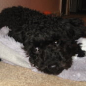 Nelson (Toy Poodle) lying on the floor.